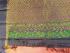 SALEM SILK SAREE WITH BLOUSE